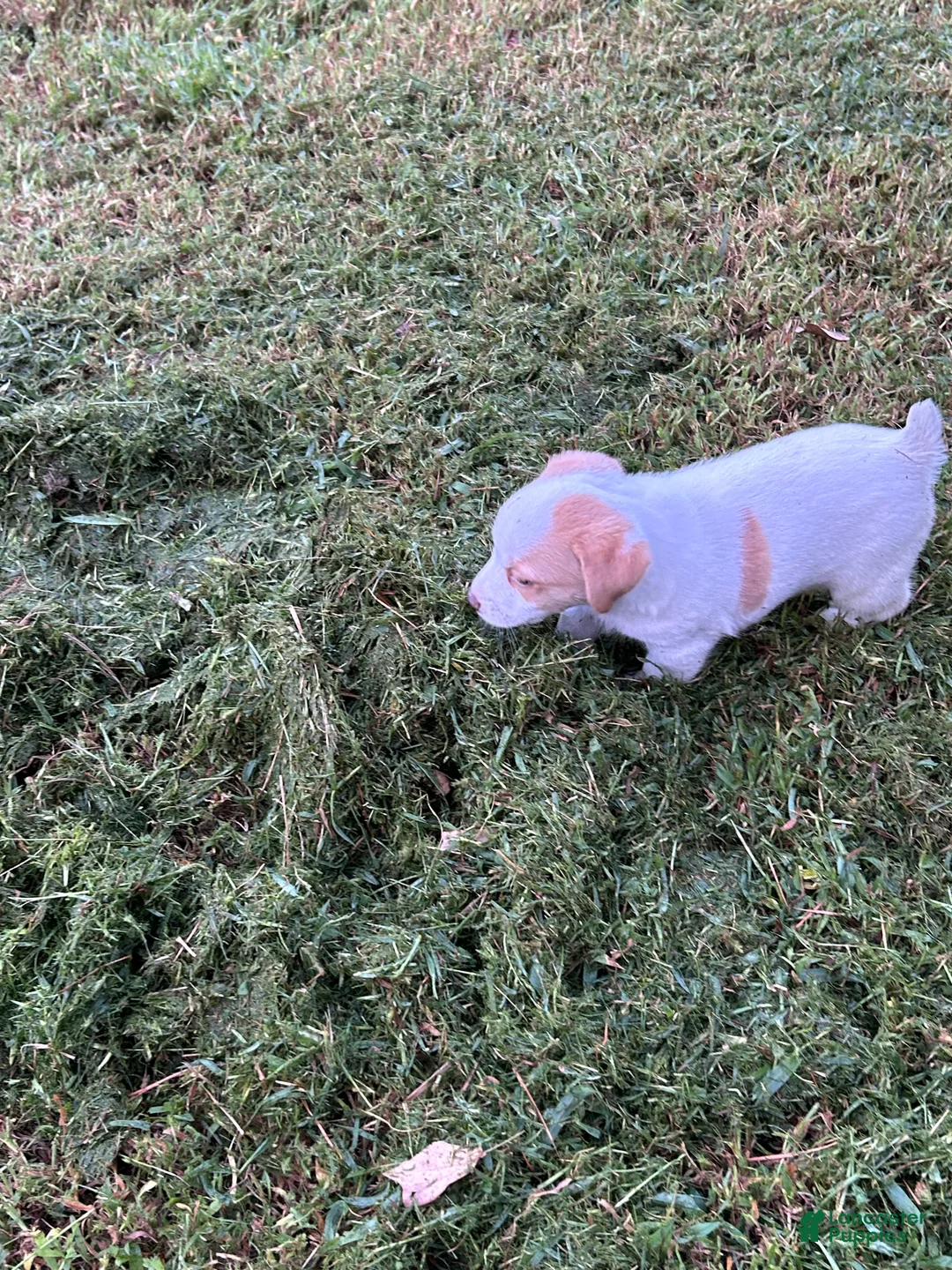 Jack Russell Terrier dogs for sale: Boy 1  - Ad 2