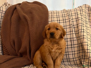 Golden Retriever dogs - Ad 14