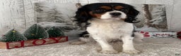Cavalier King Charles Spaniel dogs for sale: Rudolph - Ad 5