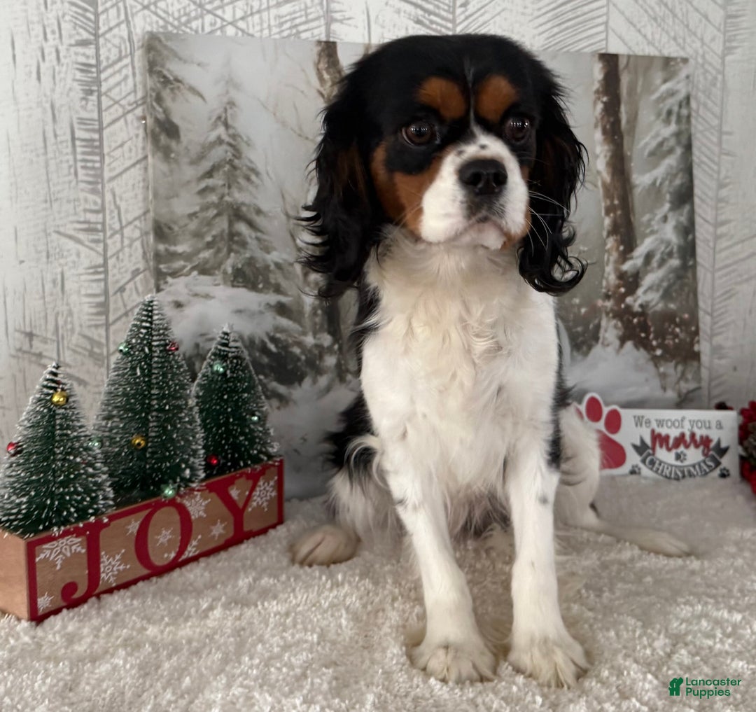 Cavalier King Charles Spaniel dogs for sale: Rudolph - Ad 5
