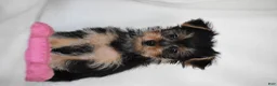 Yorkshire Terrier dogs for sale: Olive - Ad 8