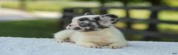 French Bulldog dogs for sale: Kate - Ad 14