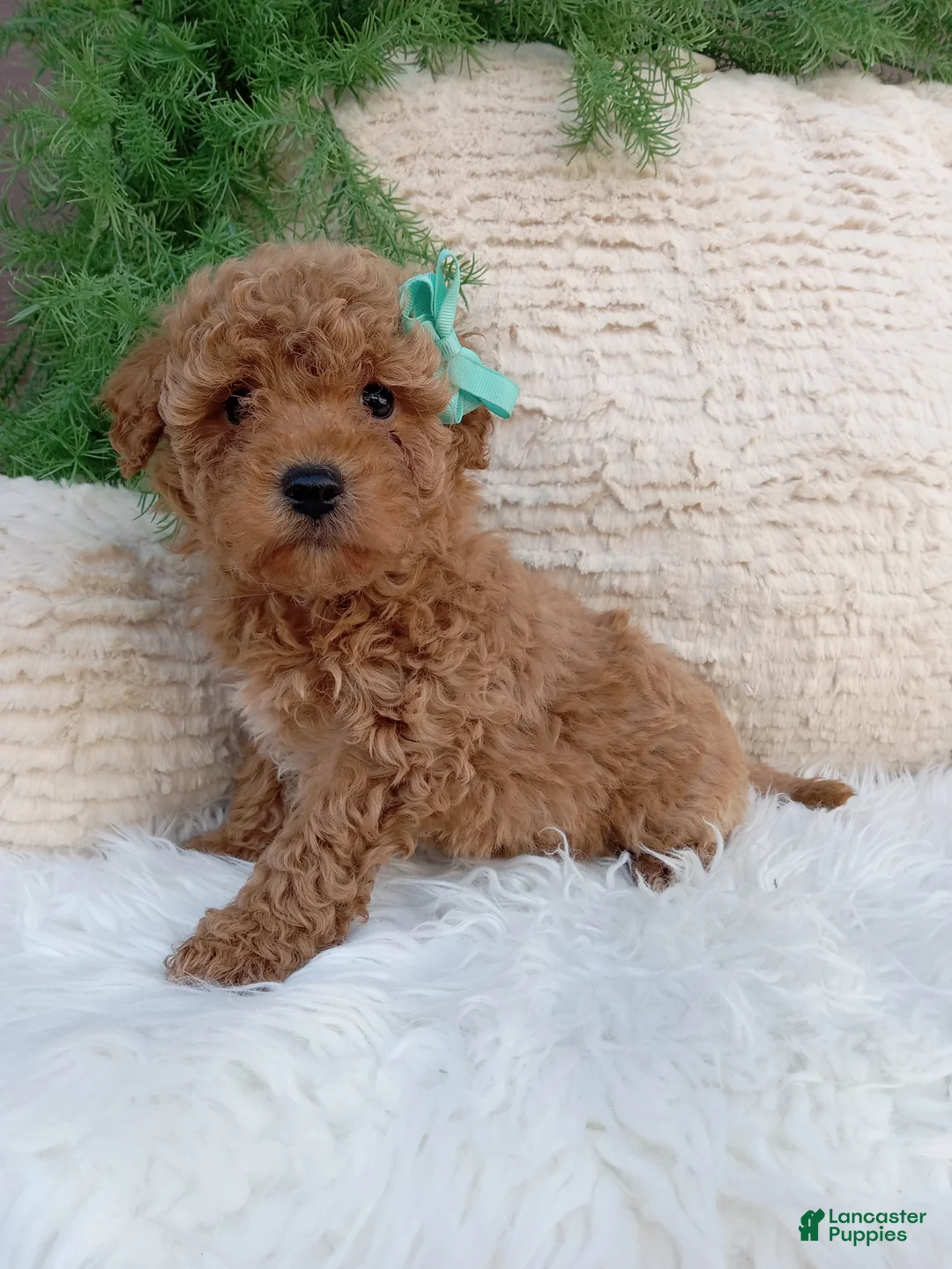 Bichpoo dogs for sale: Jax - Ad 3