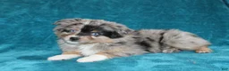 Miniature Australian Shepherd dogs for sale: Sparkey - Ad 2