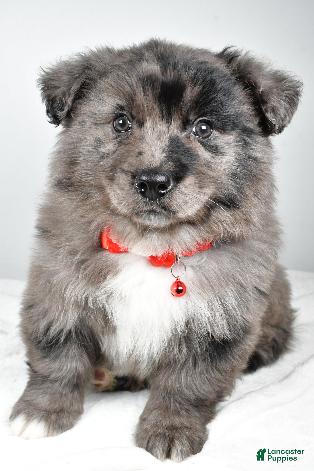 Mixed Breed dogs for sale: Peanut - Ad 8