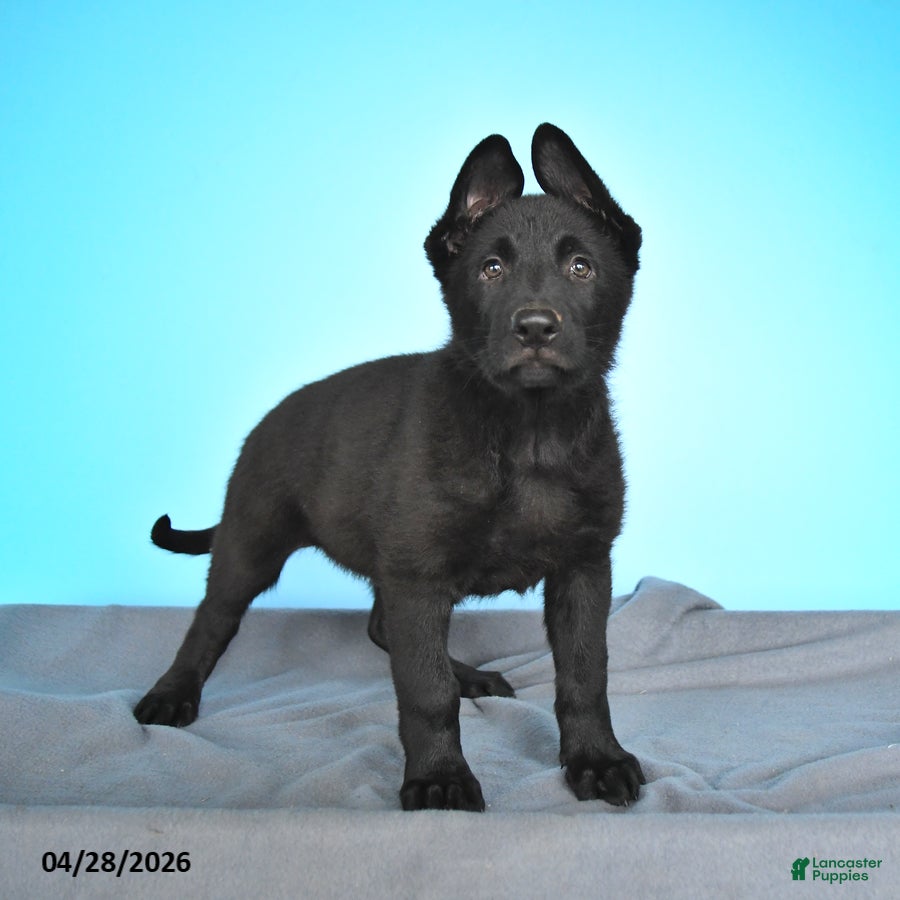 German Shepherd dogs Dexter - Ad 2