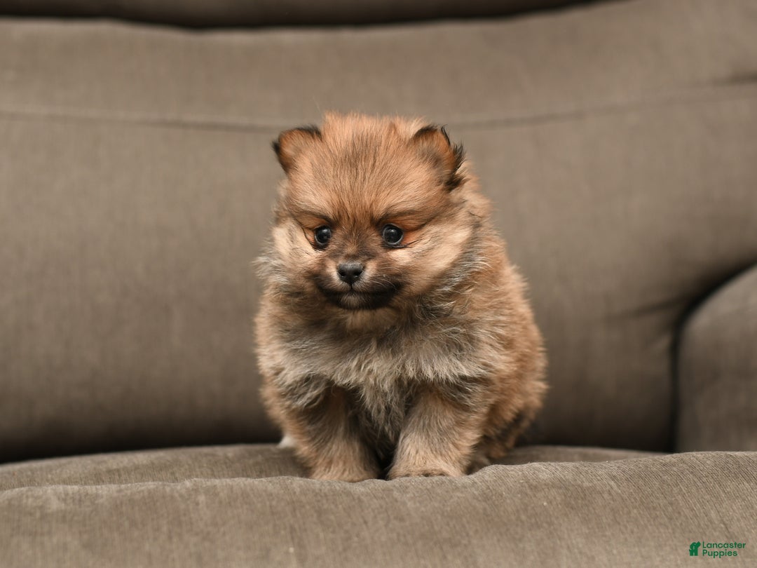 Pomeranian dogs for sale: Coco - Ad 3
