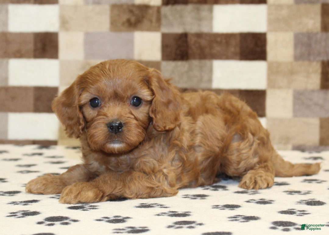 Cavapoo dogs for sale: Ellie - Ad 2