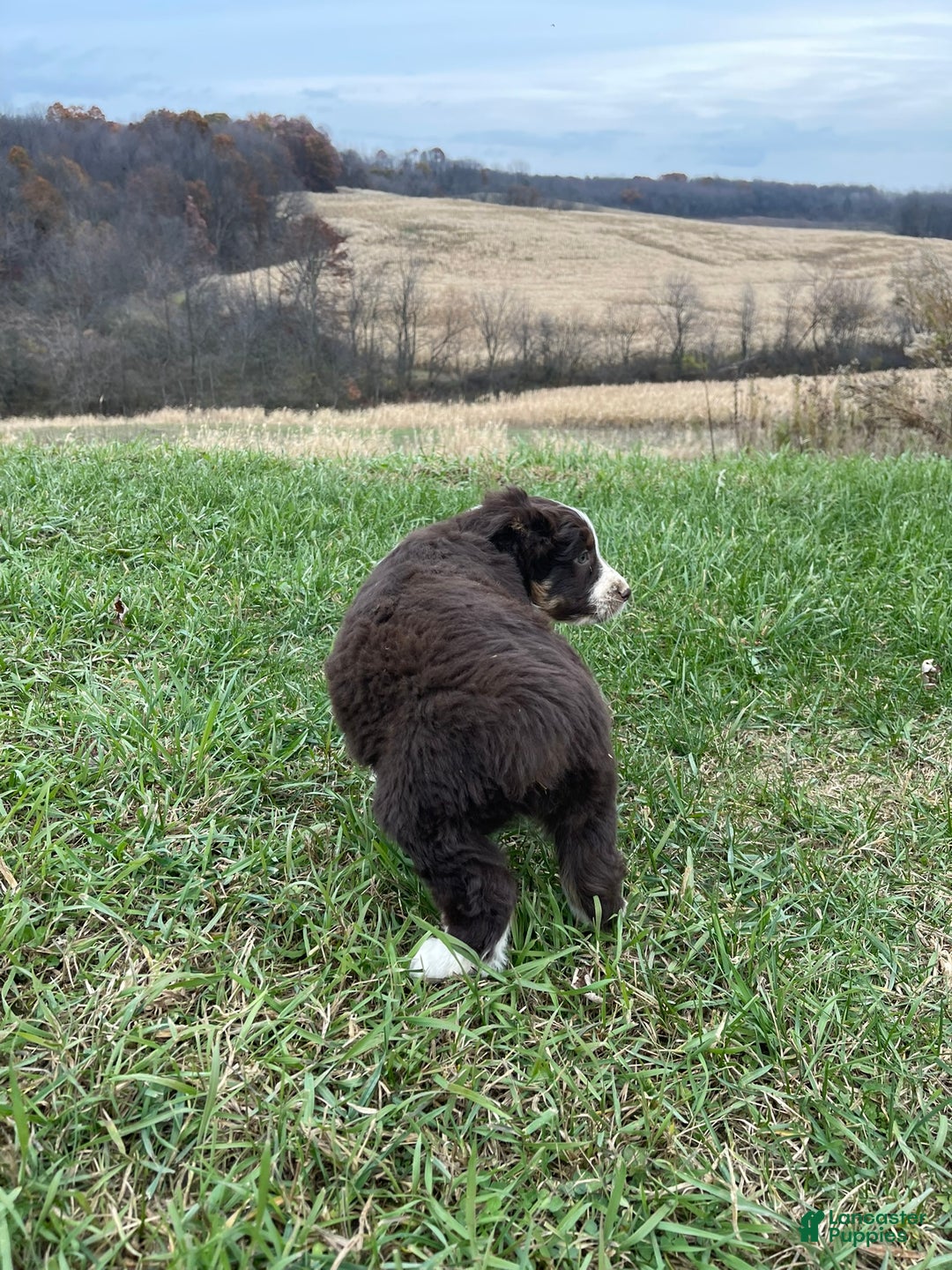 Australian Shepherd dogs for sale: Buddy - Ad 8