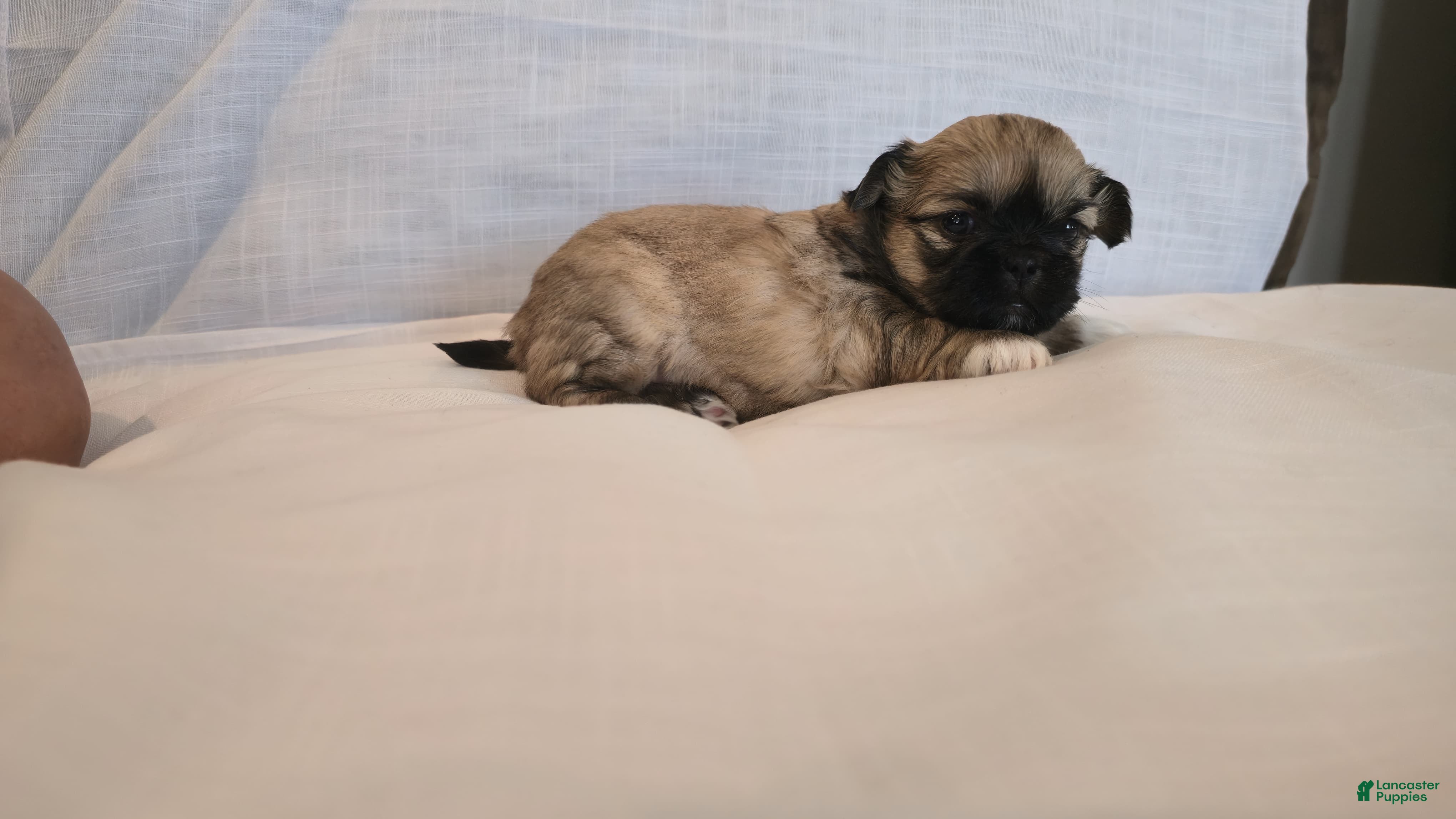 Shih Tzu dogs Koko  - Ad 2