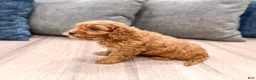 Cavapoo dogs for sale: Lucy - Ad 5