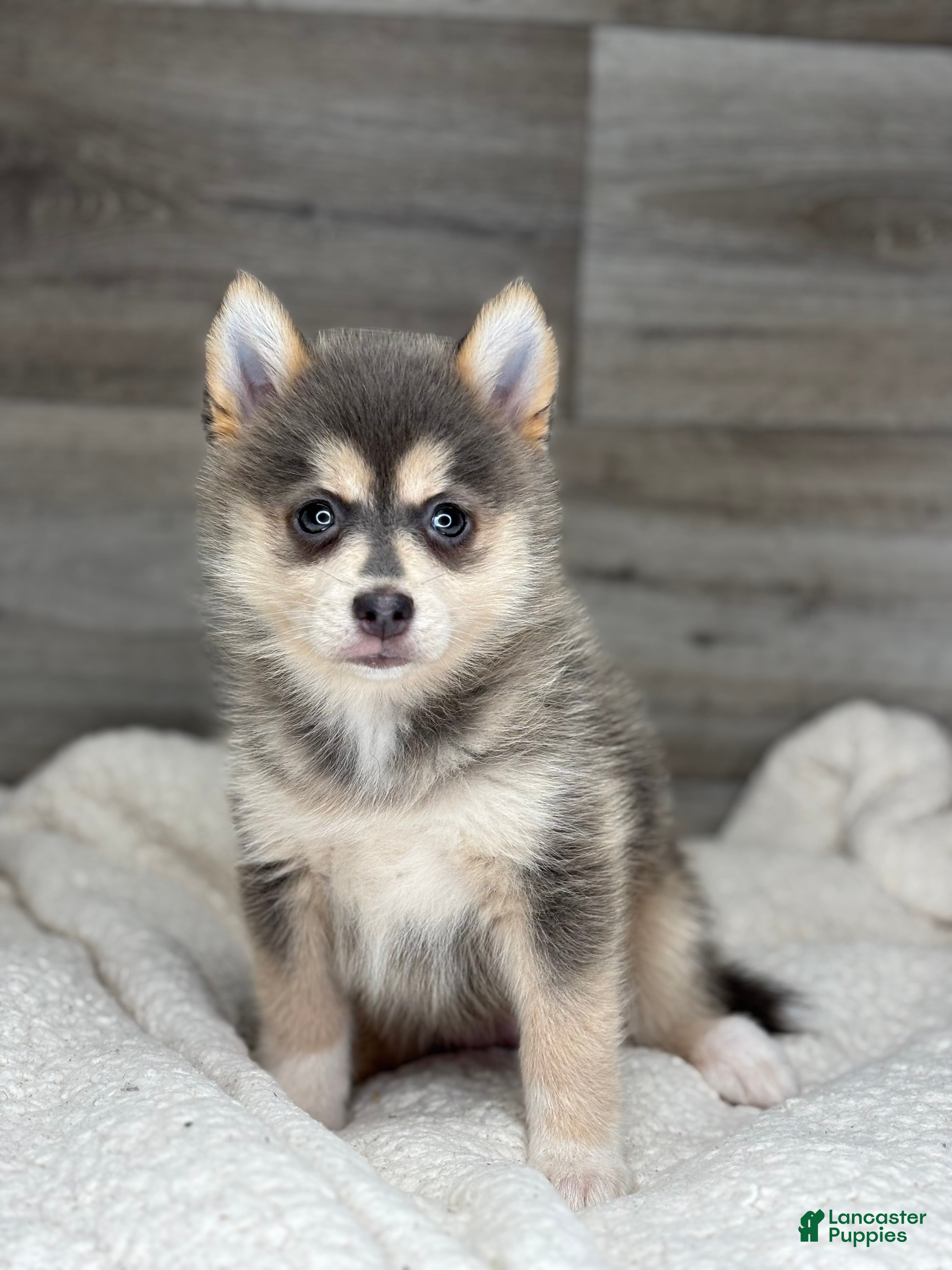 Pomsky dogs Pearl - Ad 1