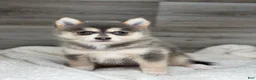 Pomsky dogs for sale: Pearl - Ad 1