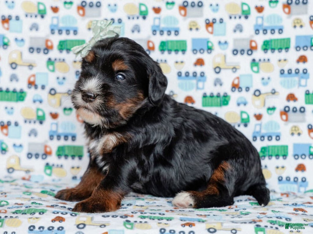 Mini Bernedoodle dogs for sale: Zander - Ad 1