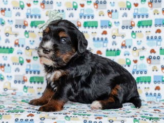 Mini Bernedoodle dogs Zander - Ad 28