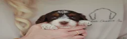 Bernedoodle dogs for sale: Peanut  - Ad 2