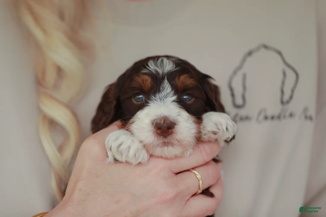 Bernedoodle dogs for sale: Peanut  - Ad 2