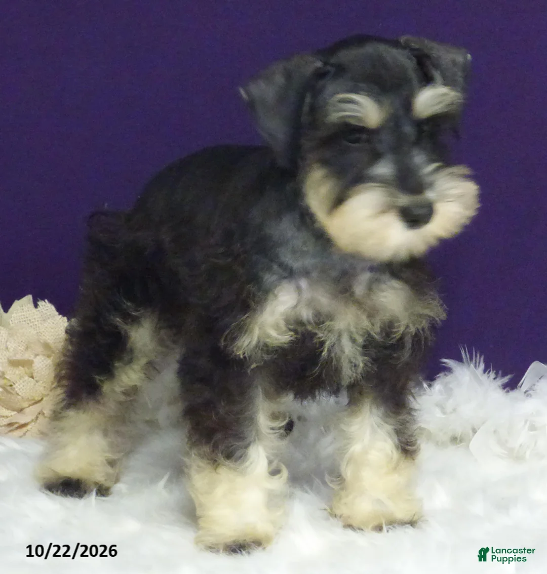 Miniature Schnauzer dogs for sale: Bobby - Ad 6