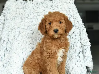 Mini Goldendoodle dogs Maple - Ad 25