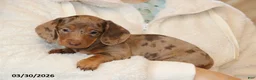 Miniature Dachshund dogs for sale: Polly - Ad 4