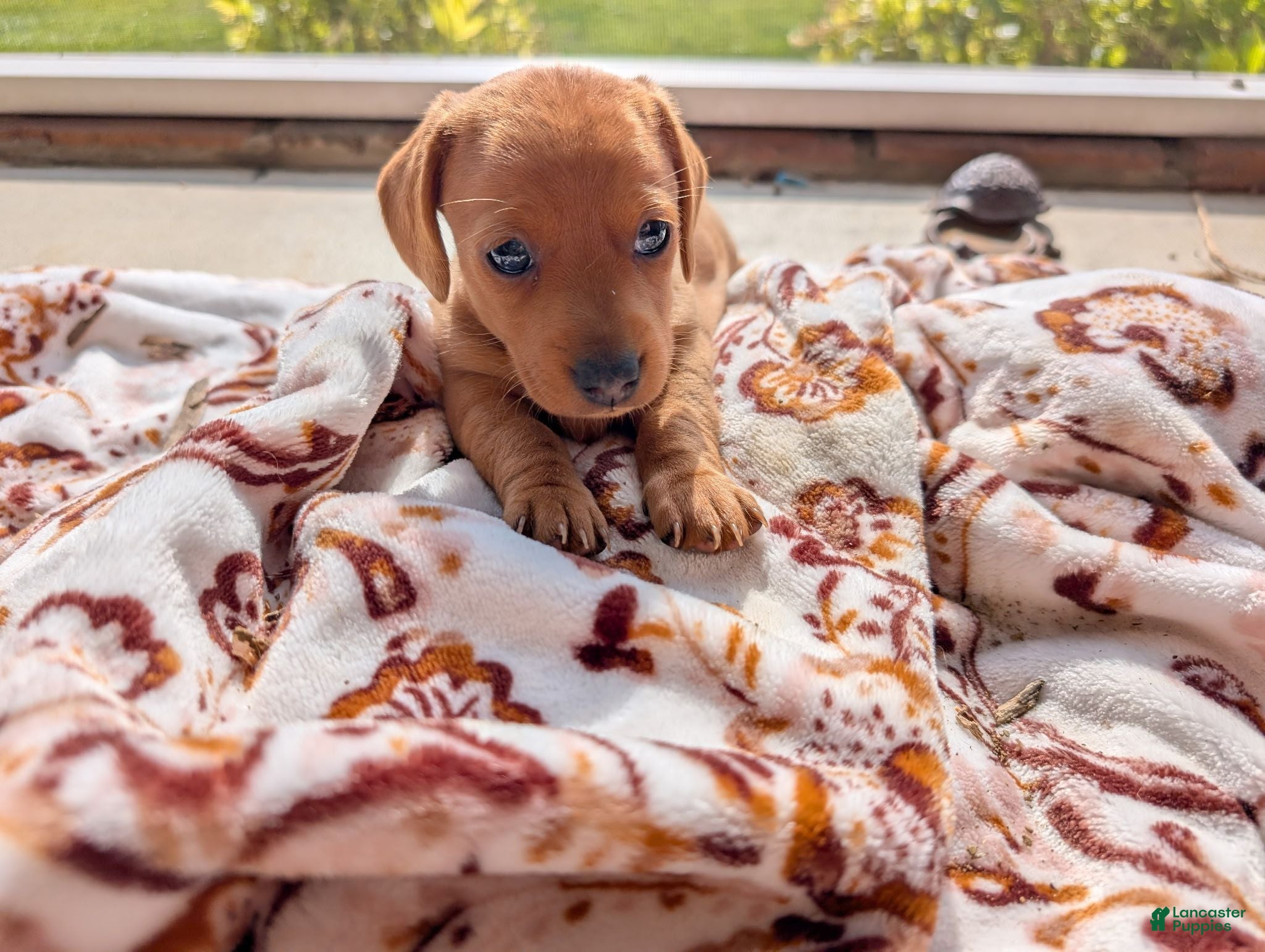 Miniature Dachshund dogs Miniature Dachshund 1 - Ad 1
