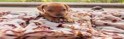Miniature Dachshund dogs for sale: Miniature Dachshund 1 - Ad 1