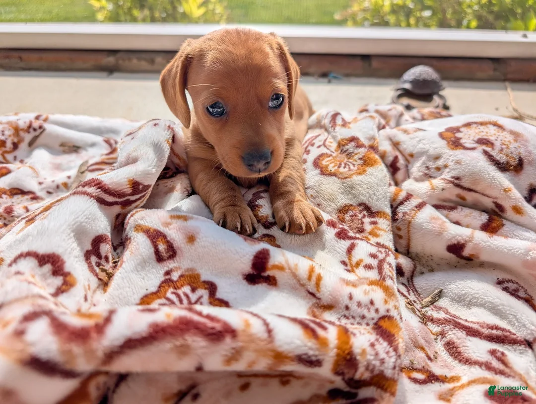 Miniature Dachshund dogs for sale: Miniature Dachshund 1 - Ad 1