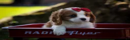 Cavalier King Charles Spaniel dogs for sale: Princeton🐶 - Ad 6