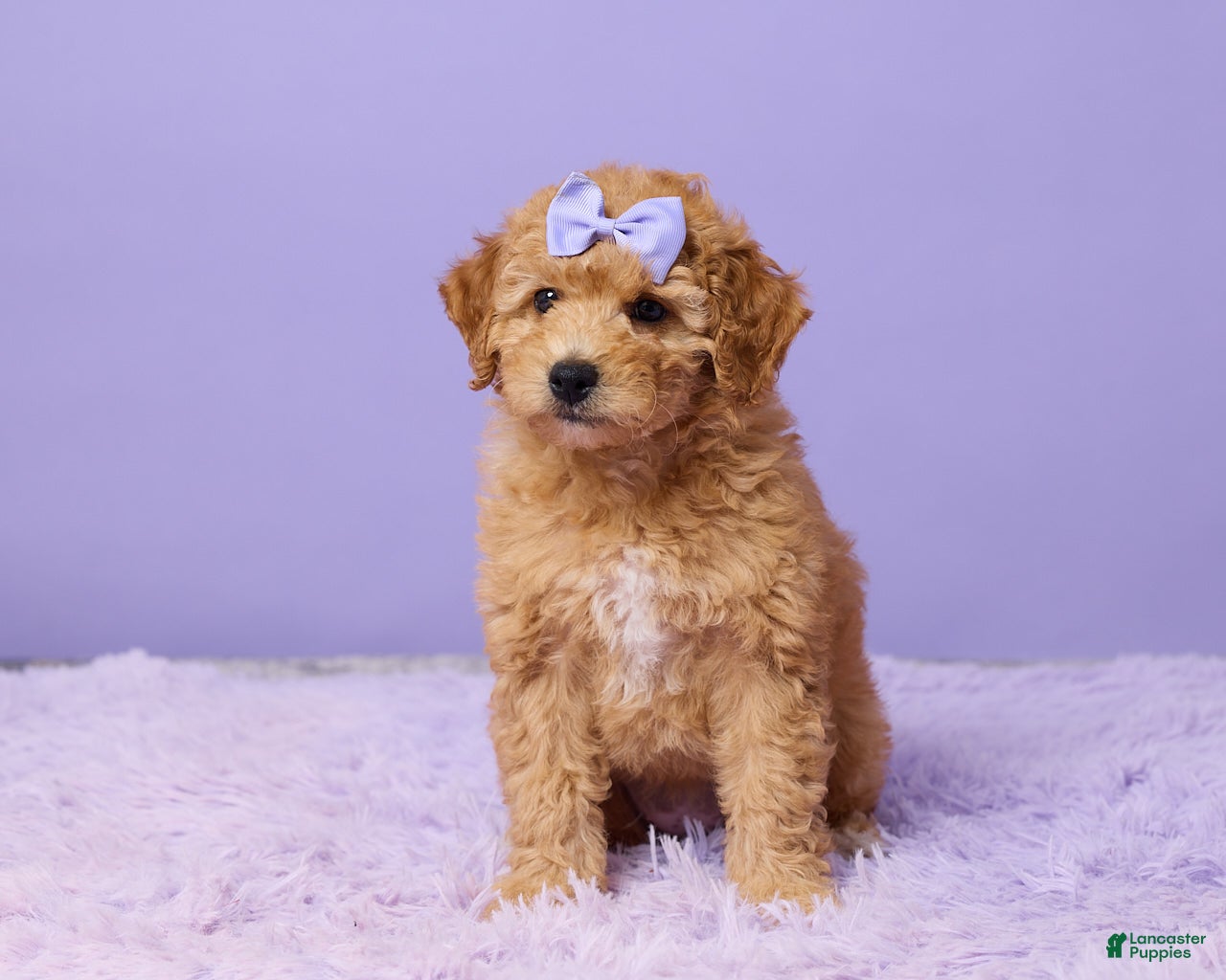 Mini Goldendoodle dogs Bonnie - Ad 1