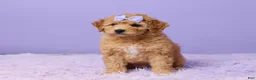 Mini Goldendoodle dogs for sale: Bonnie - Ad 1