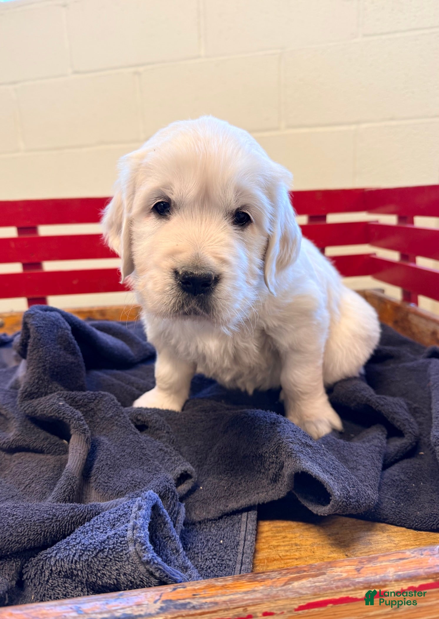 Golden Retriever dogs Willow  - Ad 1