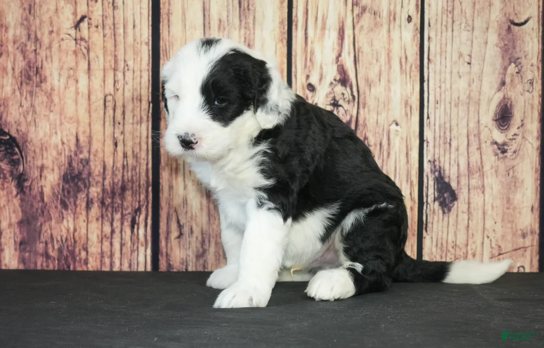 Sheepadoodle dogs for sale: Sheepadoodle Puppy 5 - Ad 3