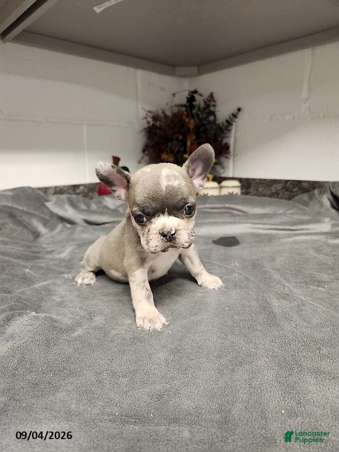 French Bulldog dogs for sale: Aspen - Ad 2