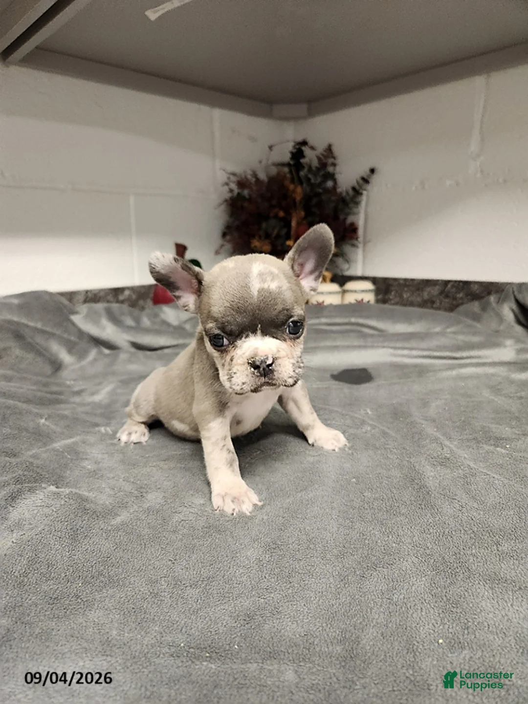 French Bulldog dogs for sale: Aspen - Ad 1