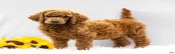 Standard Poodle dogs for sale: Major - Ad 1