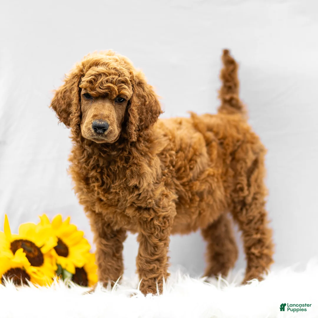 Standard Poodle dogs for sale: Major - Ad 1