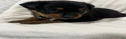 Rottweiler dogs for sale: ghost - Ad 2