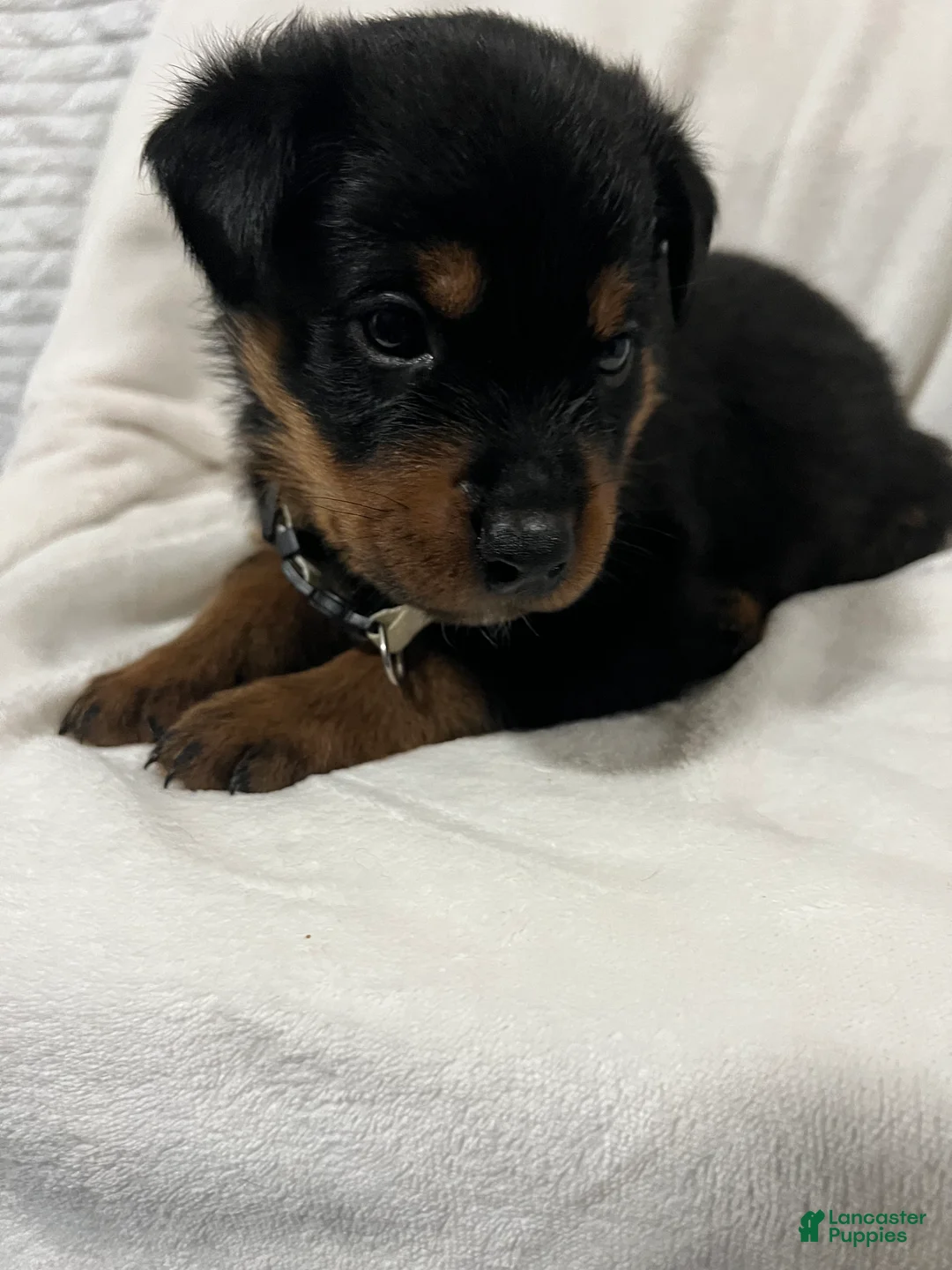 Rottweiler dogs for sale: ghost - Ad 2