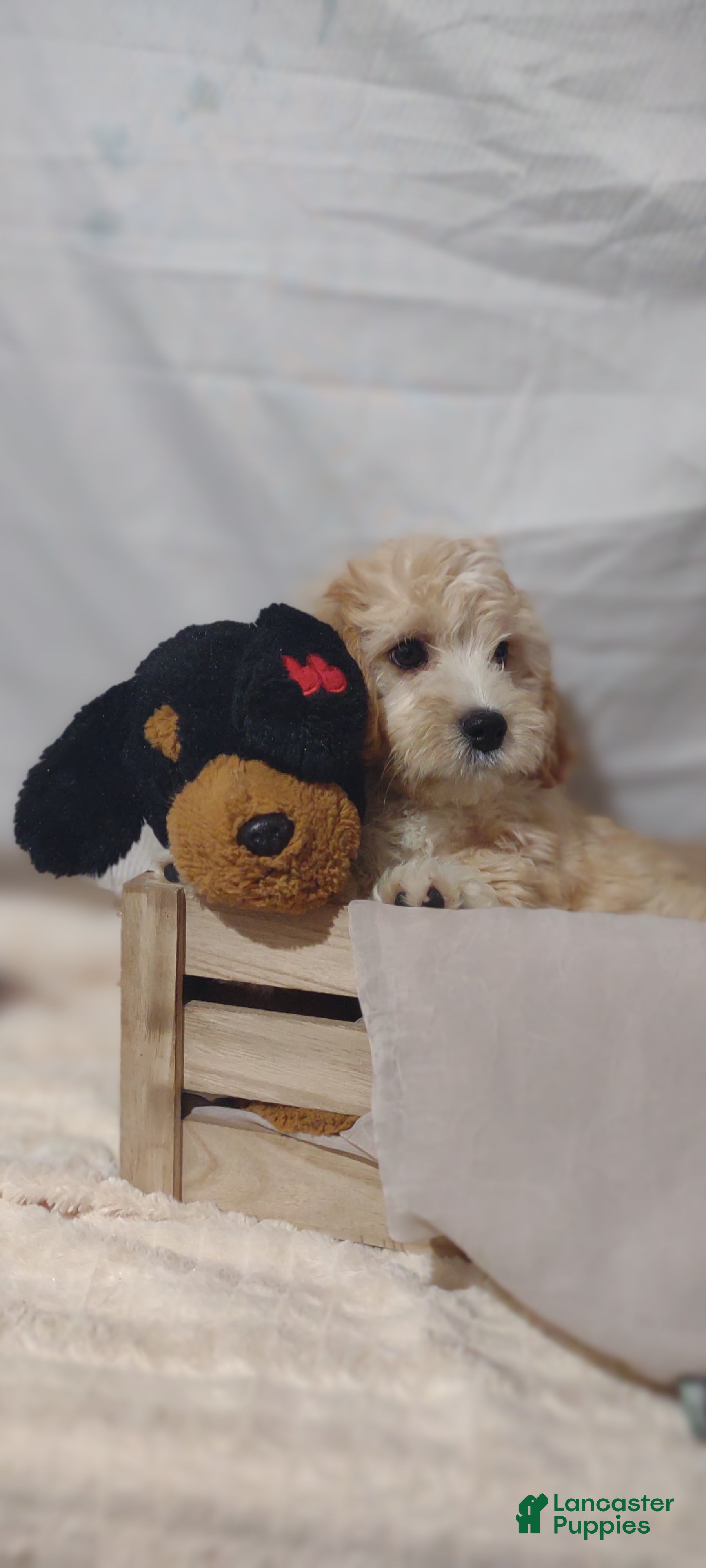 Cavachon dogs Cavachon Puppy 2 Neely  - Ad 2