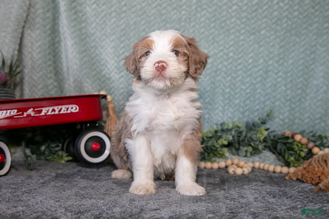 Mini Bernedoodle dogs for sale: Kobe - Ad 2