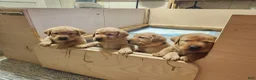 Labrador Retriever dogs for sale: Labrador Retriever- Lily - Ad 4