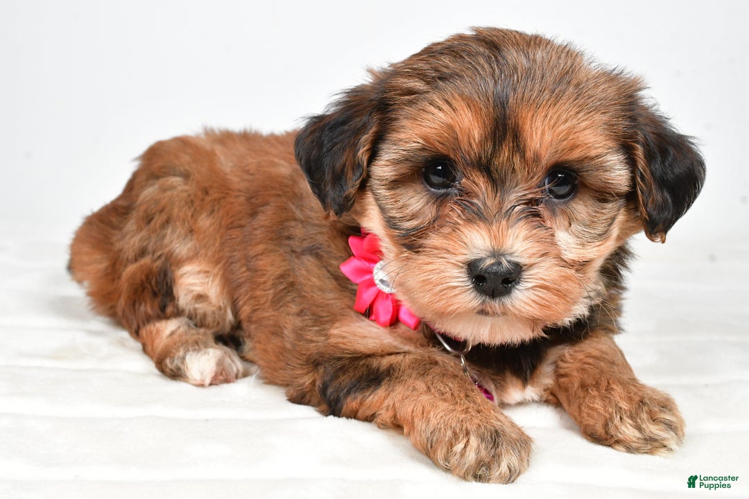 Yorkiepoo dogs for sale: Tinsley - Ad 6