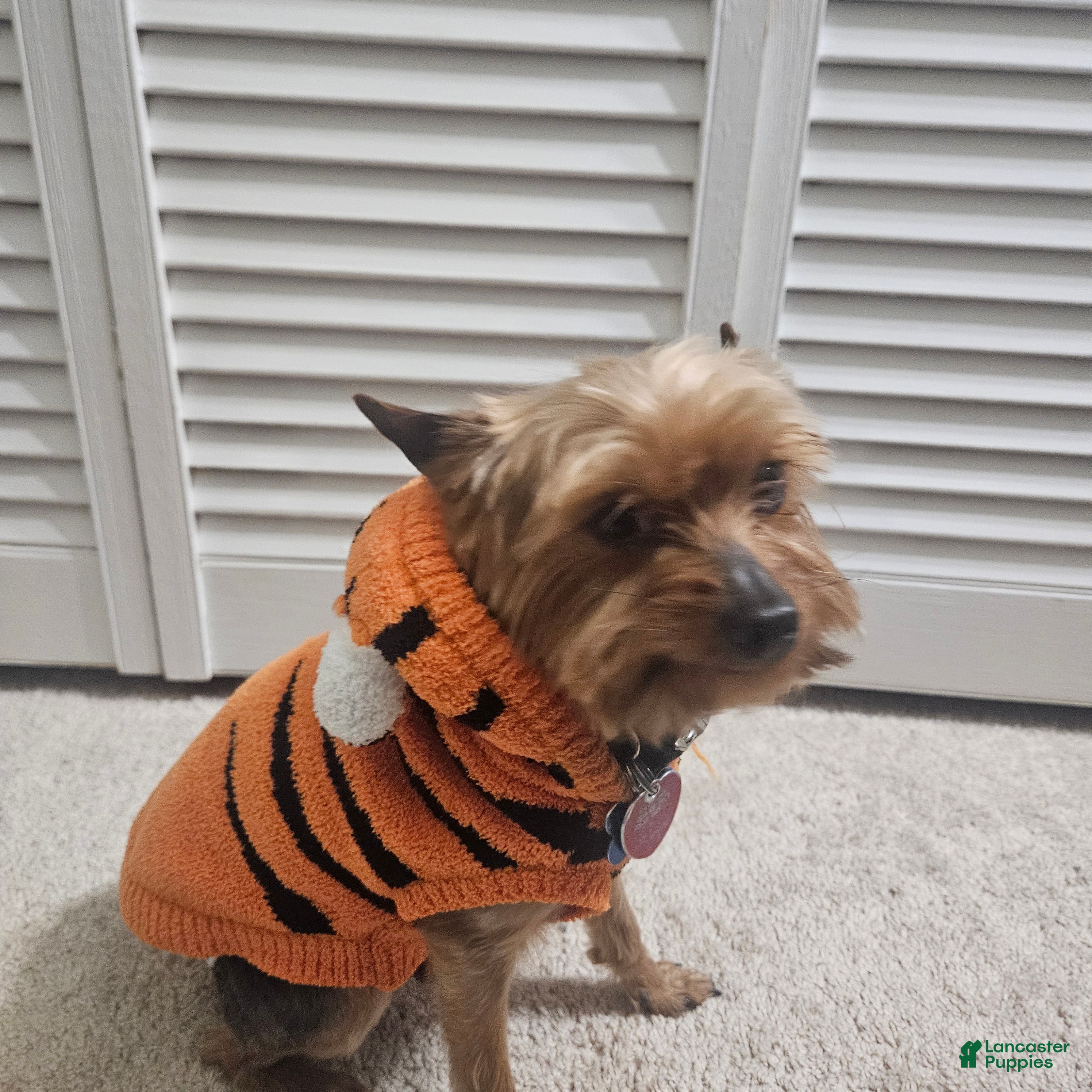 Yorkshire Terrier dogs Yorkshire Terrier Dog - Ad 7