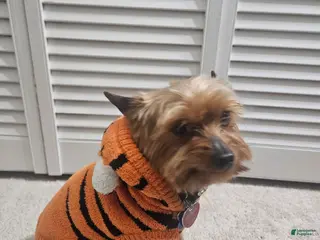 Yorkshire Terrier dogs Yorkshire Terrier Dog - Ad 7