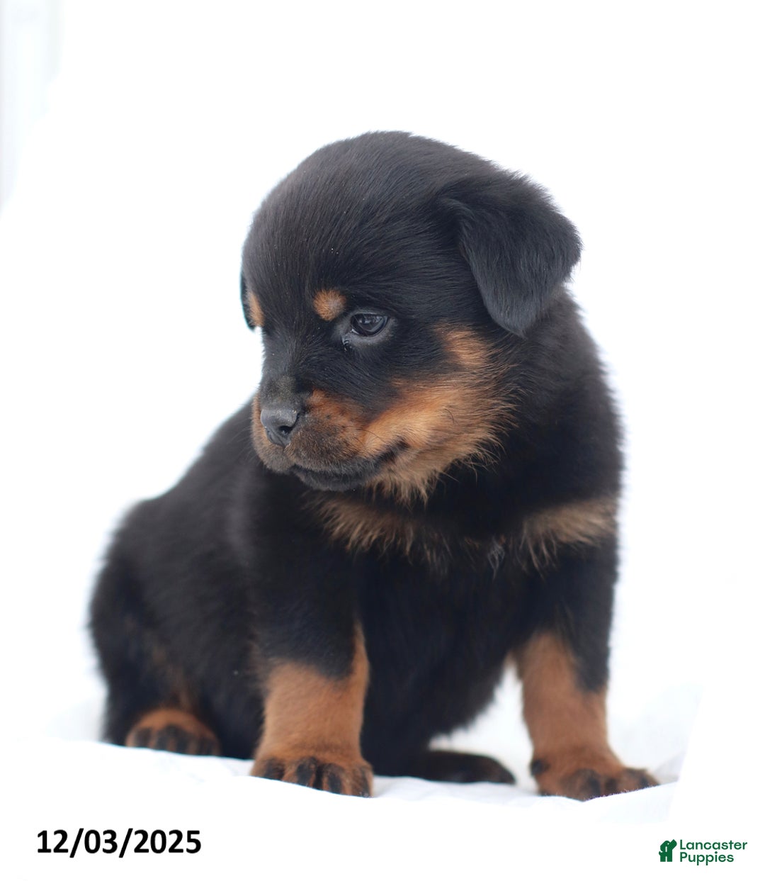 Rottweiler dogs for sale: Harley - Ad 5