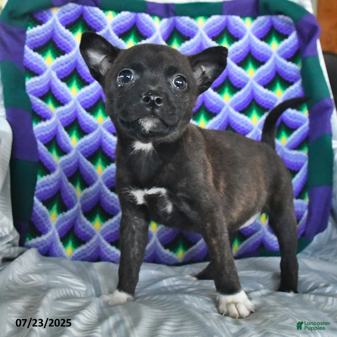 Other breed dogs for sale: Babe - Ad 9