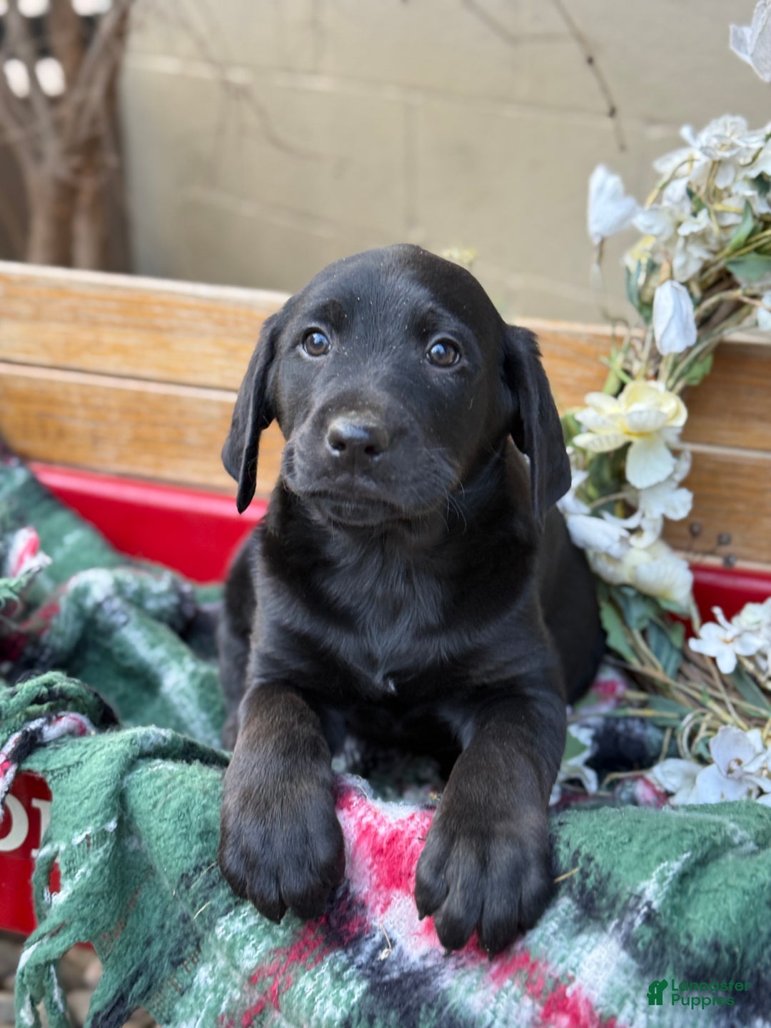 Mixed Breed dogs for sale: Rocky - Ad 10