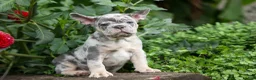 French Bulldog dogs for sale: Memphis  - Ad 9
