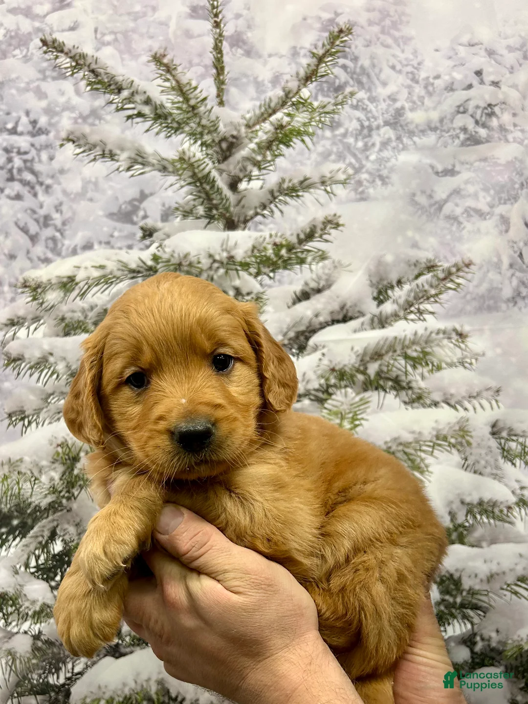 Golden Retriever dogs for sale: Oakley  - Ad 9