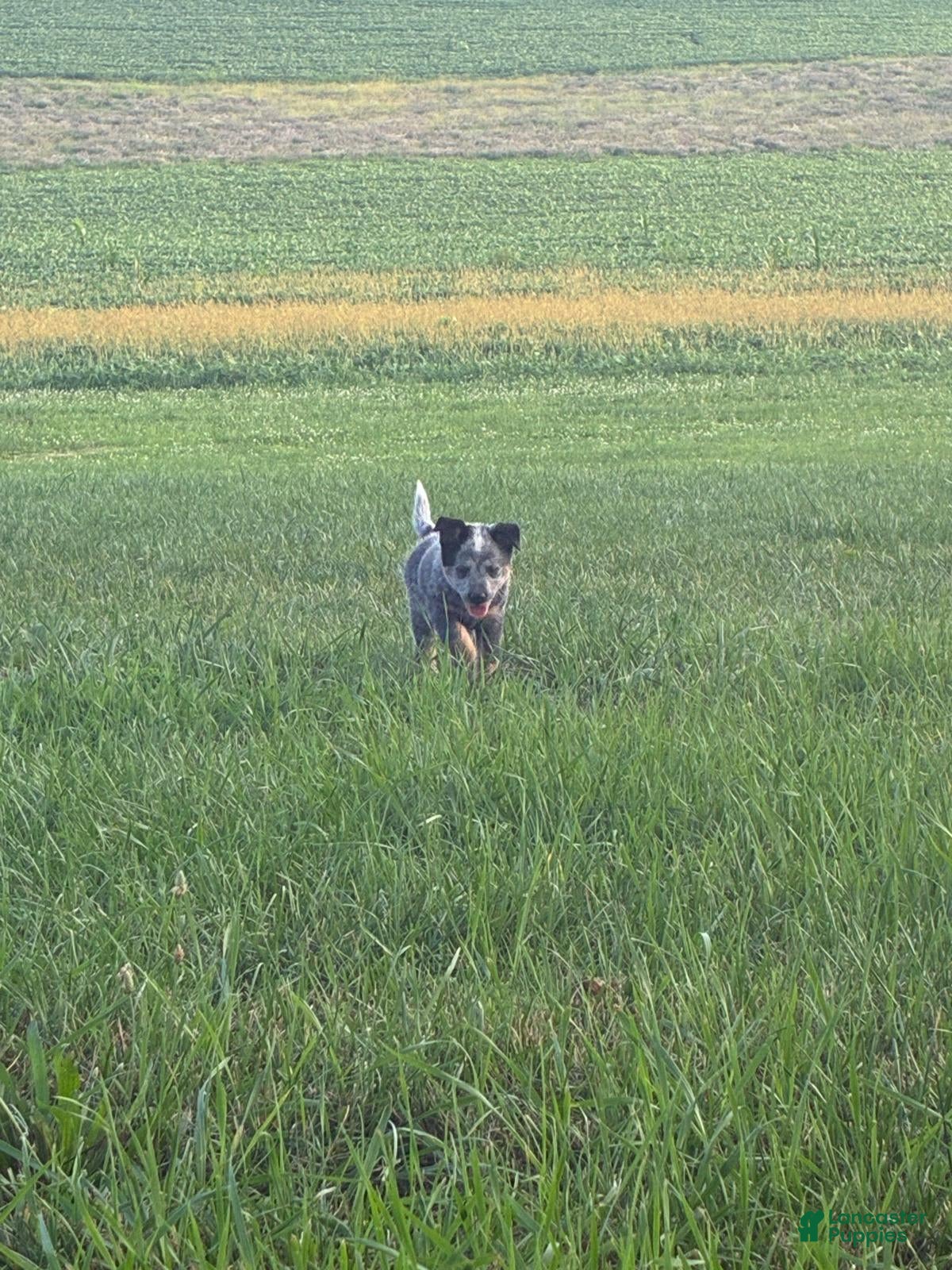 Australian Cattle Dog dogs Fluffy - Ad 1